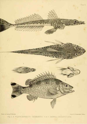 Reproducción/Reproduction 10327924404: The zoology of the voyage of the H.M.S. Erebus & Terror,. London,E. W. Janson,1844-1875.