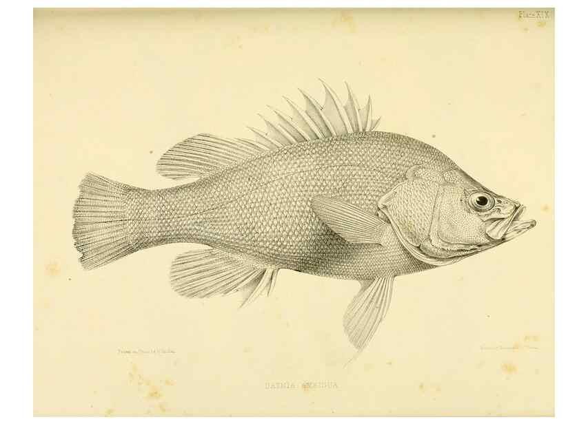 Reproducción/Reproduction 10328100483: The zoology of the voyage of the H.M.S. Erebus & Terror,. London,E. W. Janson,1844-1875.
