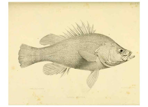 Reproducción/Reproduction 10328100483: The zoology of the voyage of the H.M.S. Erebus & Terror,. London,E. W. Janson,1844-1875.