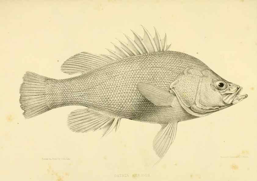 Reproducción/Reproduction 10328100483: The zoology of the voyage of the H.M.S. Erebus & Terror,. London,E. W. Janson,1844-1875.