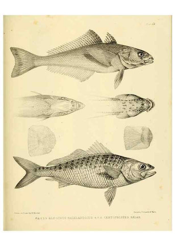 Reproducción/Reproduction 10328103513: The zoology of the voyage of the H.M.S. Erebus & Terror,. London,E. W. Janson,1844-1875.