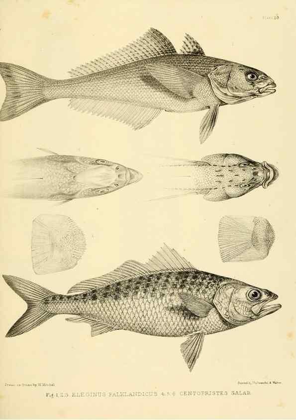 Reproducción/Reproduction 10328103513: The zoology of the voyage of the H.M.S. Erebus & Terror,. London,E. W. Janson,1844-1875.