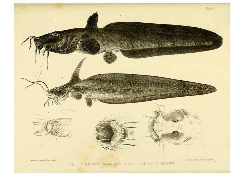 Reproducción/Reproduction 10327932014: The zoology of the voyage of the H.M.S. Erebus & Terror,. London,E. W. Janson,1844-1875.
