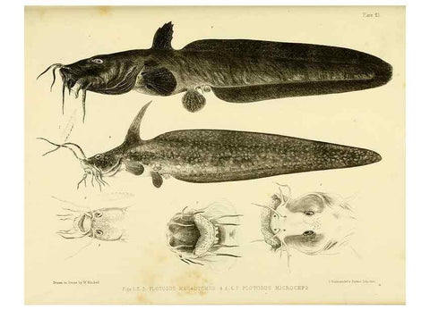 Reproducción/Reproduction 10327932014: The zoology of the voyage of the H.M.S. Erebus & Terror,. London,E. W. Janson,1844-1875.