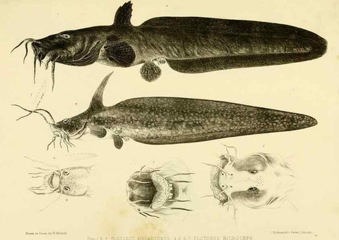 Reproducción/Reproduction 10327932014: The zoology of the voyage of the H.M.S. Erebus & Terror,. London,E. W. Janson,1844-1875.