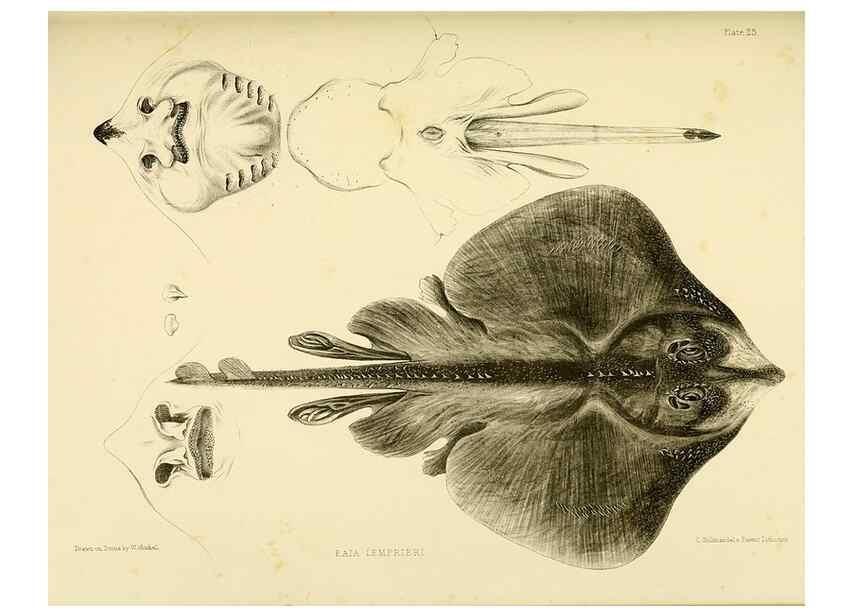Reproducción/Reproduction 10327949966: The zoology of the voyage of the H.M.S. Erebus & Terror,. London,E. W. Janson,1844-1875.