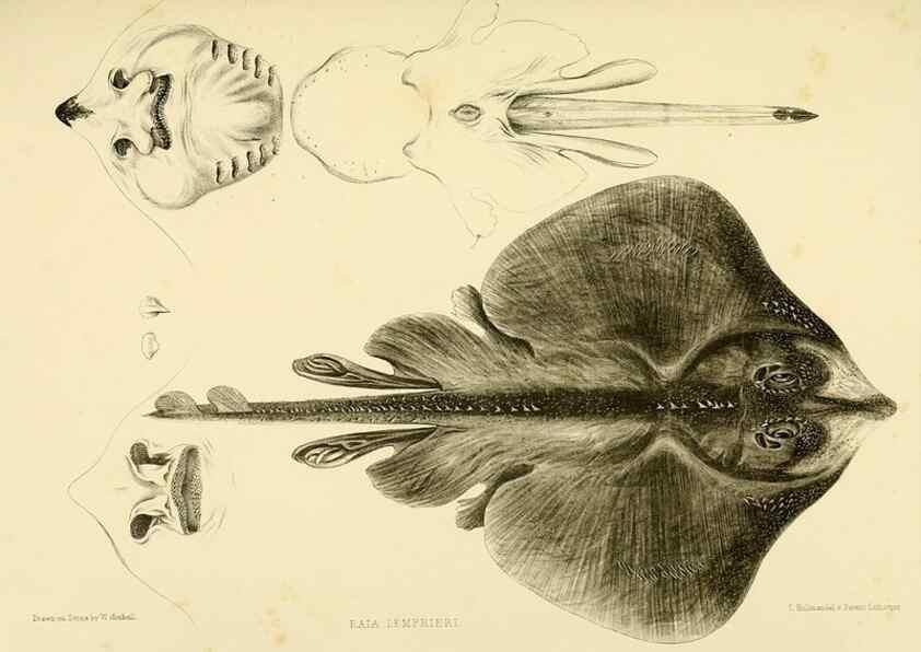 Reproducción/Reproduction 10327949966: The zoology of the voyage of the H.M.S. Erebus & Terror,. London,E. W. Janson,1844-1875.