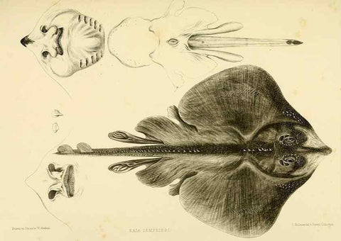 Reproducción/Reproduction 10327949966: The zoology of the voyage of the H.M.S. Erebus & Terror,. London,E. W. Janson,1844-1875.