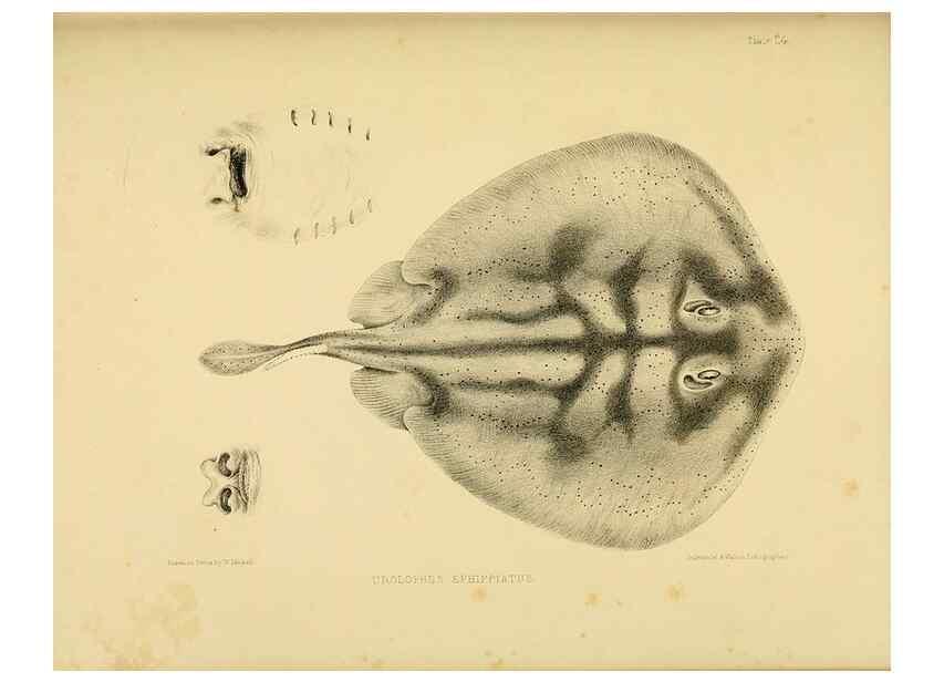 Reproducción/Reproduction 10327952726: The zoology of the voyage of the H.M.S. Erebus & Terror,. London,E. W. Janson,1844-1875.