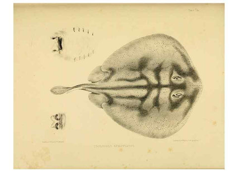 Reproducción/Reproduction 10327952726: The zoology of the voyage of the H.M.S. Erebus & Terror,. London,E. W. Janson,1844-1875.