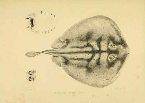 Reproducción/Reproduction 10327952726: The zoology of the voyage of the H.M.S. Erebus & Terror,. London,E. W. Janson,1844-1875.