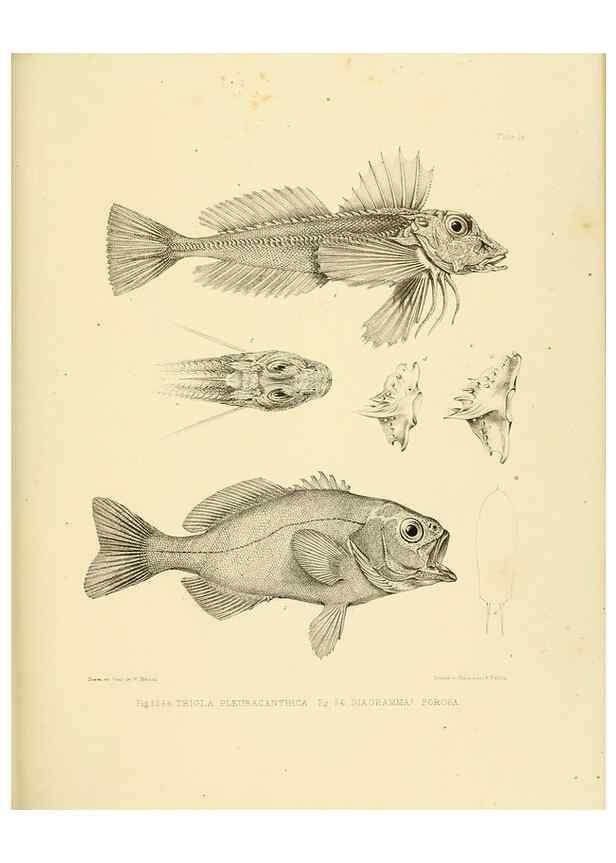 Reproducción/Reproduction 10327933686: The zoology of the voyage of the H.M.S. Erebus & Terror,. London,E. W. Janson,1844-1875.