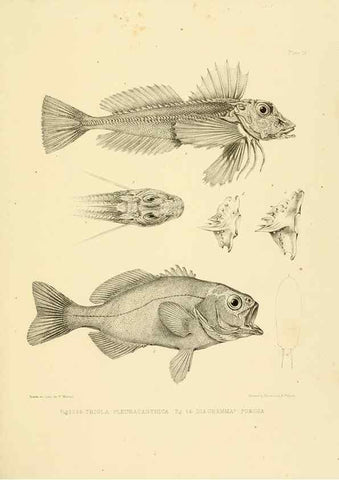Reproducción/Reproduction 10327933686: The zoology of the voyage of the H.M.S. Erebus & Terror,. London,E. W. Janson,1844-1875.