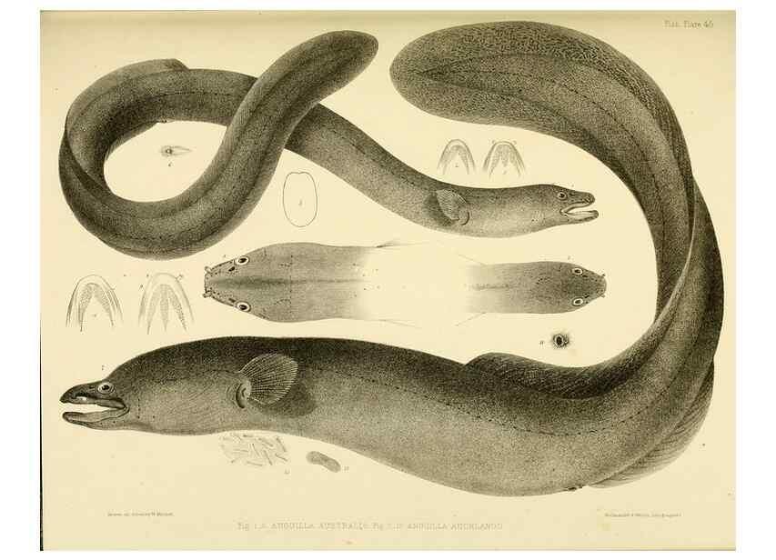 Reproducción/Reproduction 10327996894: The zoology of the voyage of the H.M.S. Erebus & Terror,. London,E. W. Janson,1844-1875.