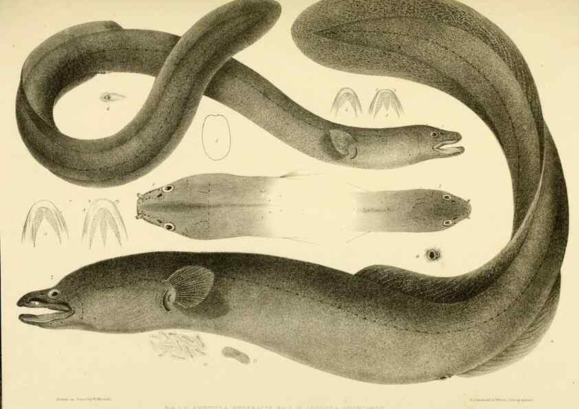 Reproducción/Reproduction 10327996894: The zoology of the voyage of the H.M.S. Erebus & Terror,. London,E. W. Janson,1844-1875.