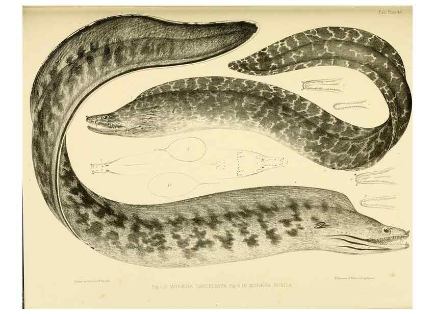 Reproducción/Reproduction 10328016946: The zoology of the voyage of the H.M.S. Erebus & Terror,. London,E. W. Janson,1844-1875.