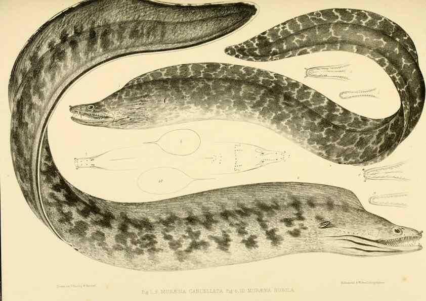 Reproducción/Reproduction 10328016946: The zoology of the voyage of the H.M.S. Erebus & Terror,. London,E. W. Janson,1844-1875.
