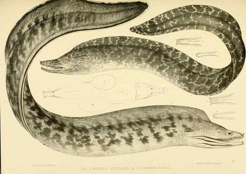 Reproducción/Reproduction 10328016946: The zoology of the voyage of the H.M.S. Erebus & Terror,. London,E. W. Janson,1844-1875.