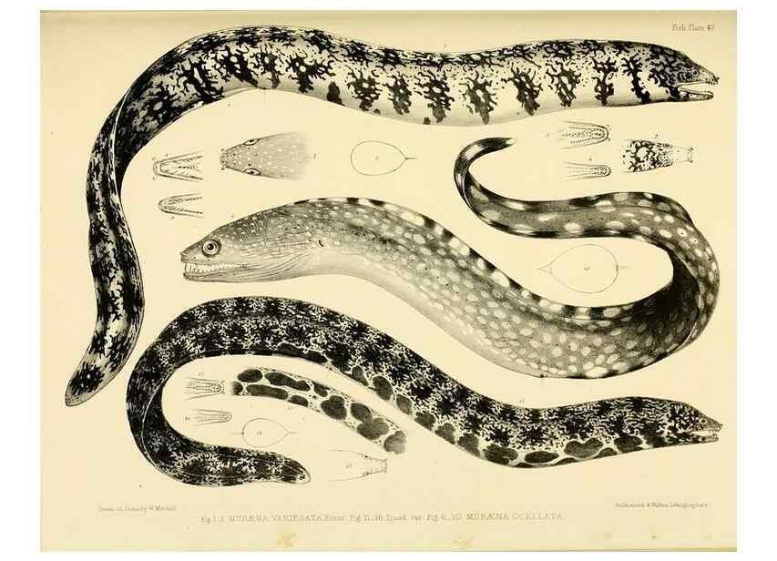 Reproducción/Reproduction 10328019836: The zoology of the voyage of the H.M.S. Erebus & Terror,. London,E. W. Janson,1844-1875.