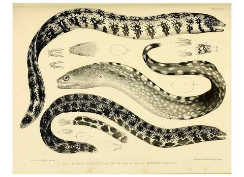 Reproducción/Reproduction 10328019836: The zoology of the voyage of the H.M.S. Erebus & Terror,. London,E. W. Janson,1844-1875.