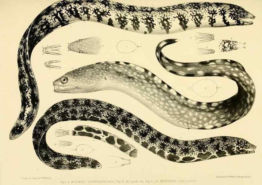 Reproducción/Reproduction 10328019836: The zoology of the voyage of the H.M.S. Erebus & Terror,. London,E. W. Janson,1844-1875.