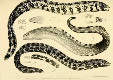 Reproducción/Reproduction 10328019836: The zoology of the voyage of the H.M.S. Erebus & Terror,. London,E. W. Janson,1844-1875.