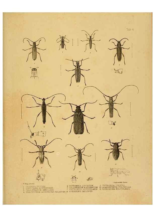 Reproducción/Reproduction 10328079946: The zoology of the voyage of the H.M.S. Erebus & Terror,. London,E. W. Janson,1844-1875.