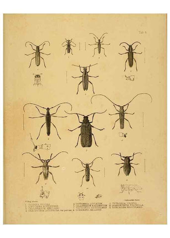 Reproducción/Reproduction 10328079946: The zoology of the voyage of the H.M.S. Erebus & Terror,. London,E. W. Janson,1844-1875.