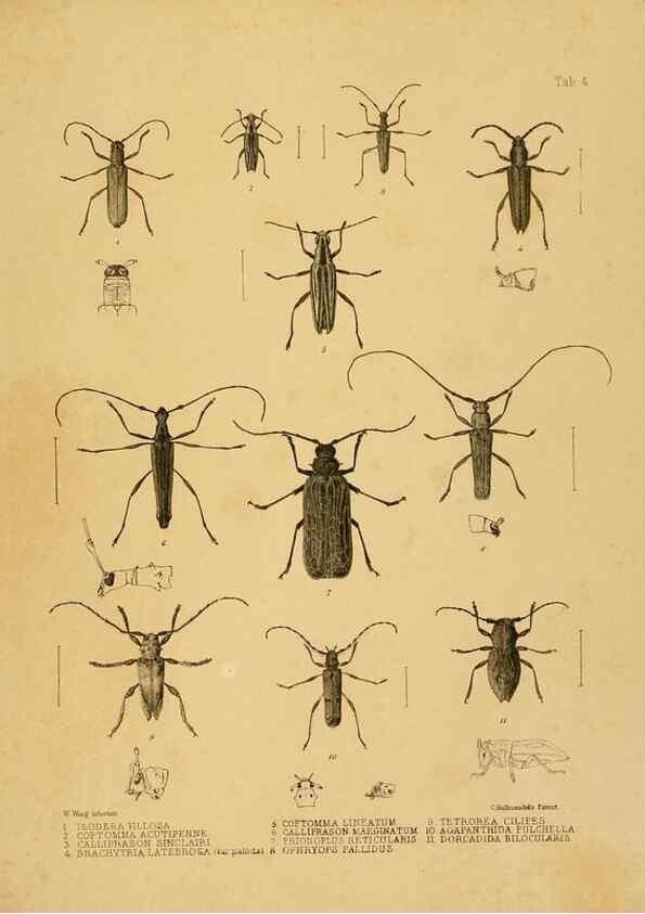 Reproducción/Reproduction 10328079946: The zoology of the voyage of the H.M.S. Erebus & Terror,. London,E. W. Janson,1844-1875.