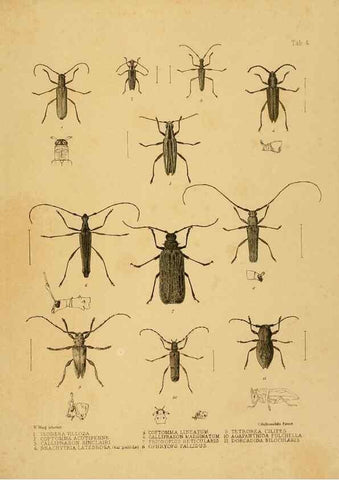 Reproducción/Reproduction 10328079946: The zoology of the voyage of the H.M.S. Erebus & Terror,. London,E. W. Janson,1844-1875.