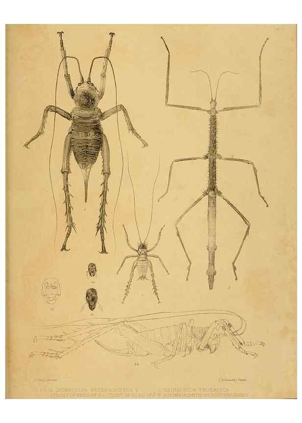 Reproducción/Reproduction 10328082366: The zoology of the voyage of the H.M.S. Erebus & Terror,. London,E. W. Janson,1844-1875.