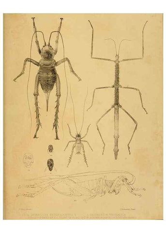 Reproducción/Reproduction 10328082366: The zoology of the voyage of the H.M.S. Erebus & Terror,. London,E. W. Janson,1844-1875.