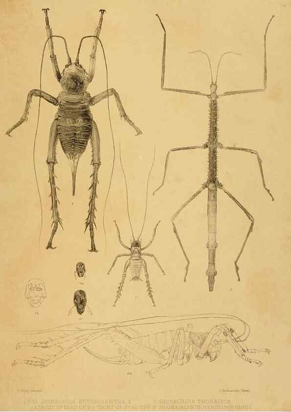 Reproducción/Reproduction 10328082366: The zoology of the voyage of the H.M.S. Erebus & Terror,. London,E. W. Janson,1844-1875.