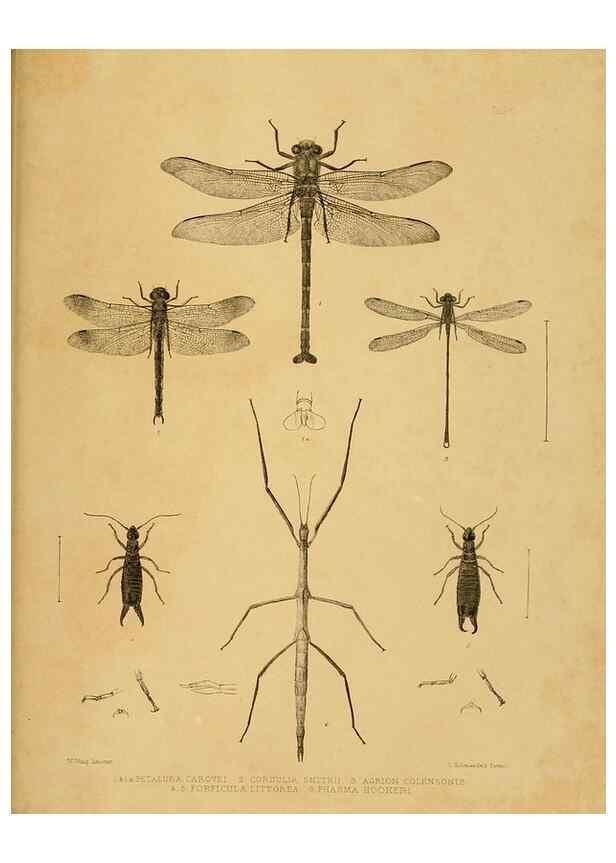 Reproducción/Reproduction 10328085046: The zoology of the voyage of the H.M.S. Erebus & Terror,. London,E. W. Janson,1844-1875.