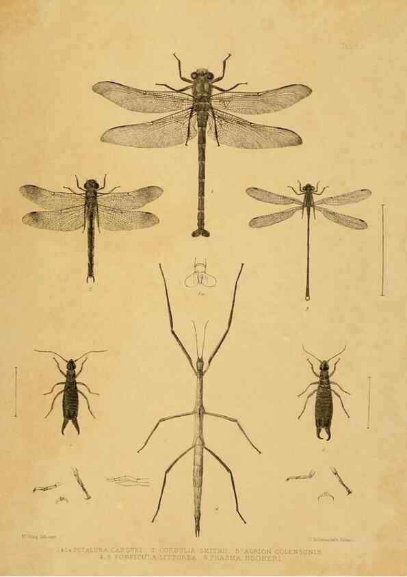 Reproducción/Reproduction 10328085046: The zoology of the voyage of the H.M.S. Erebus & Terror,. London,E. W. Janson,1844-1875.