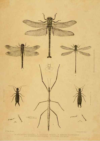 Reproducción/Reproduction 10328085046: The zoology of the voyage of the H.M.S. Erebus & Terror,. London,E. W. Janson,1844-1875.