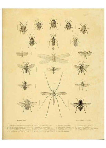 Reproducción/Reproduction 10328088095: The zoology of the voyage of the H.M.S. Erebus & Terror,. London,E. W. Janson,1844-1875.