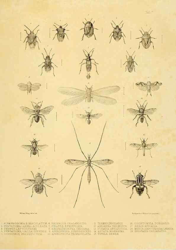 Reproducción/Reproduction 10328088095: The zoology of the voyage of the H.M.S. Erebus & Terror,. London,E. W. Janson,1844-1875.