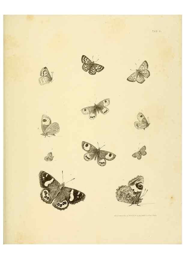 Reproducción/Reproduction 10328090065: The zoology of the voyage of the H.M.S. Erebus & Terror,. London,E. W. Janson,1844-1875.