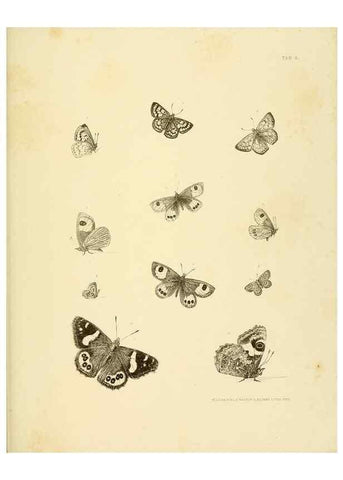 Reproducción/Reproduction 10328090065: The zoology of the voyage of the H.M.S. Erebus & Terror,. London,E. W. Janson,1844-1875.
