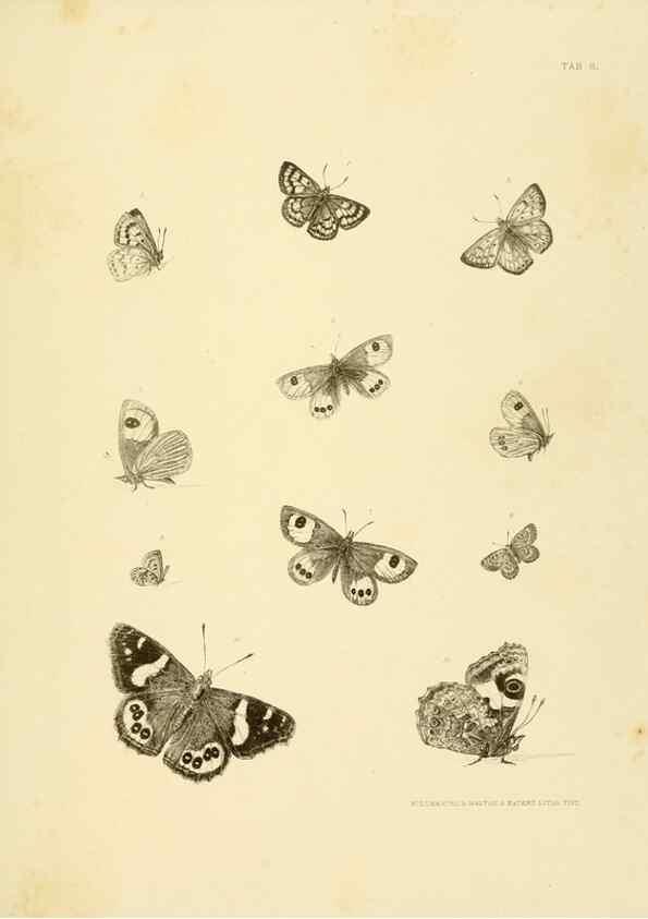 Reproducción/Reproduction 10328090065: The zoology of the voyage of the H.M.S. Erebus & Terror,. London,E. W. Janson,1844-1875.