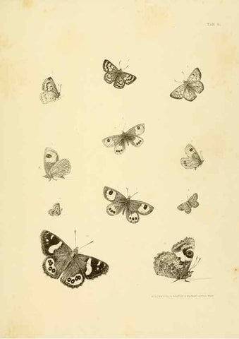 Reproducción/Reproduction 10328090065: The zoology of the voyage of the H.M.S. Erebus & Terror,. London,E. W. Janson,1844-1875.