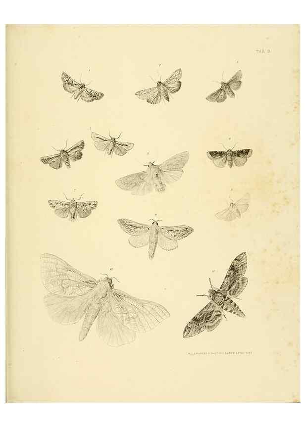 Reproducción/Reproduction 10328252353: The zoology of the voyage of the H.M.S. Erebus & Terror,. London,E. W. Janson,1844-1875.