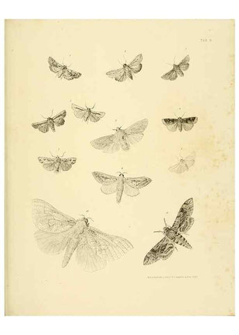 Reproducción/Reproduction 10328252353: The zoology of the voyage of the H.M.S. Erebus & Terror,. London,E. W. Janson,1844-1875.