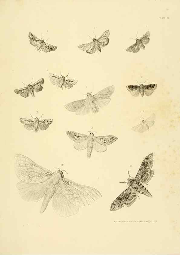 Reproducción/Reproduction 10328252353: The zoology of the voyage of the H.M.S. Erebus & Terror,. London,E. W. Janson,1844-1875.