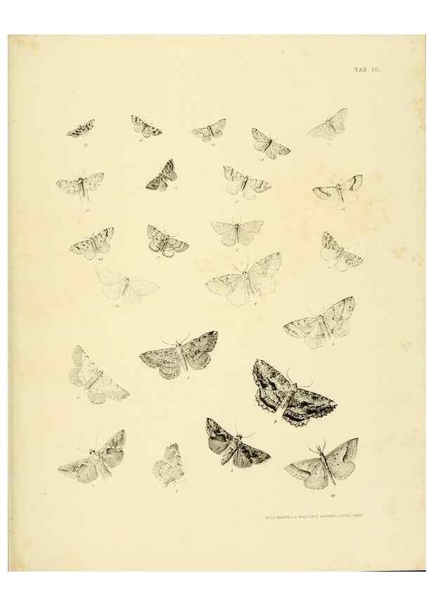 Reproducción/Reproduction 10328095056: The zoology of the voyage of the H.M.S. Erebus & Terror,. London,E. W. Janson,1844-1875.