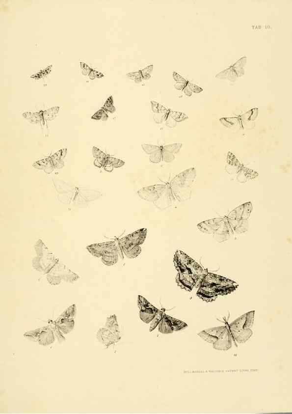 Reproducción/Reproduction 10328095056: The zoology of the voyage of the H.M.S. Erebus & Terror,. London,E. W. Janson,1844-1875.