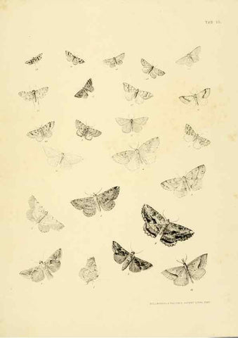 Reproducción/Reproduction 10328095056: The zoology of the voyage of the H.M.S. Erebus & Terror,. London,E. W. Janson,1844-1875.