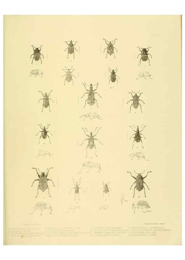 Reproducción/Reproduction 10328236673: The zoology of the voyage of the H.M.S. Erebus & Terror,. London,E. W. Janson,1844-1875.