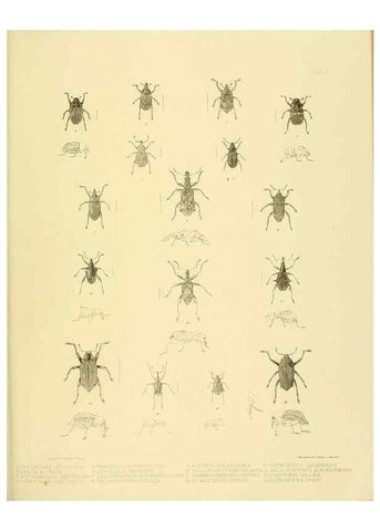 Reproducción/Reproduction 10328236673: The zoology of the voyage of the H.M.S. Erebus & Terror,. London,E. W. Janson,1844-1875.